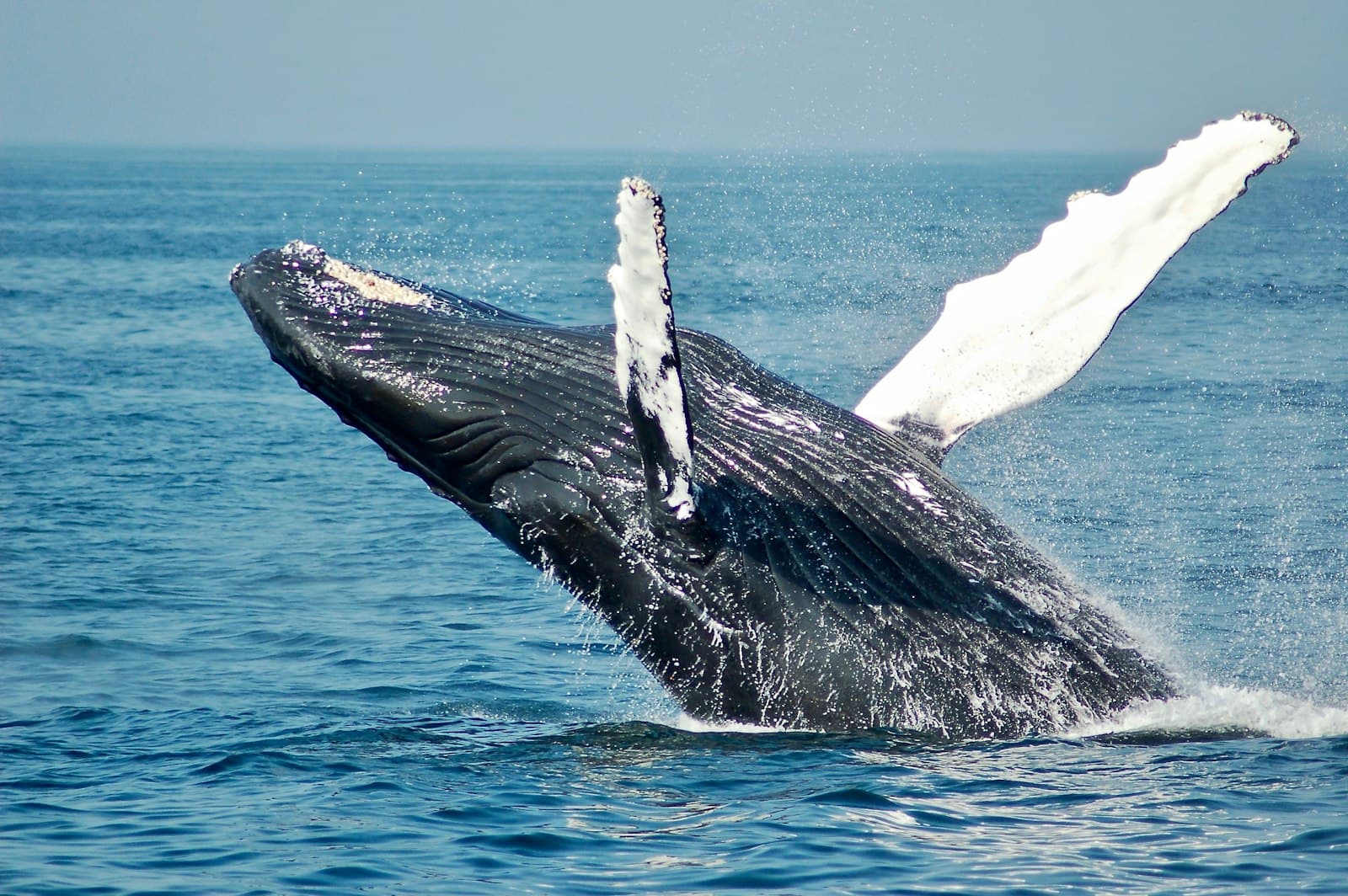 Hermanus Whale Watching & Coastal Safari